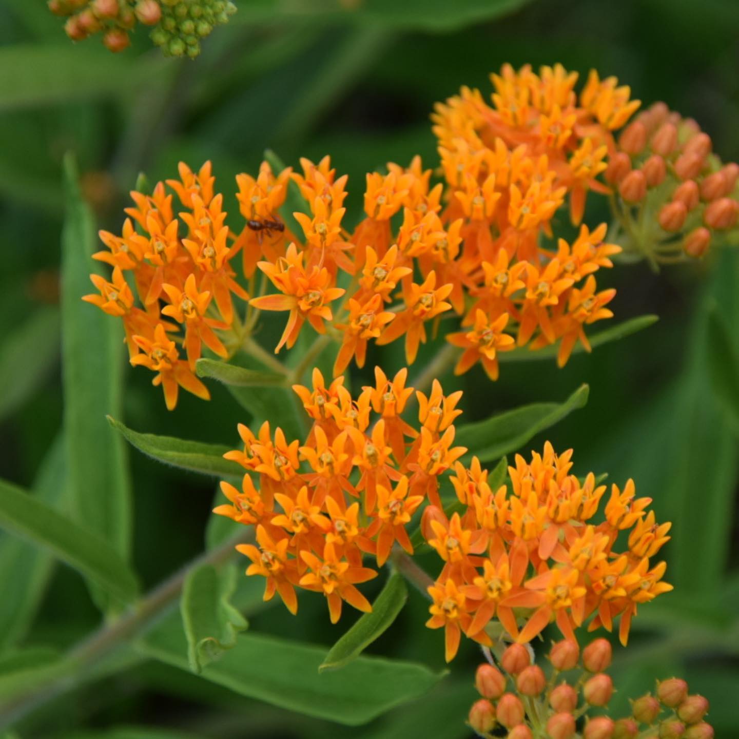 Butterfly weed flower