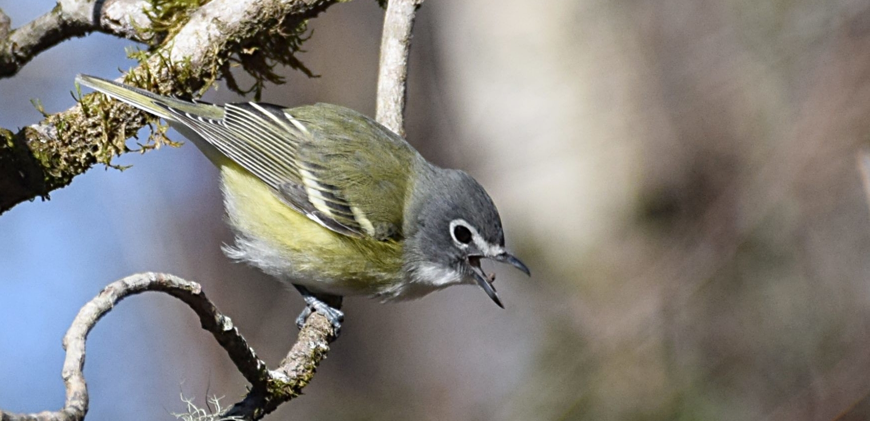 Vireo bird vocalizing