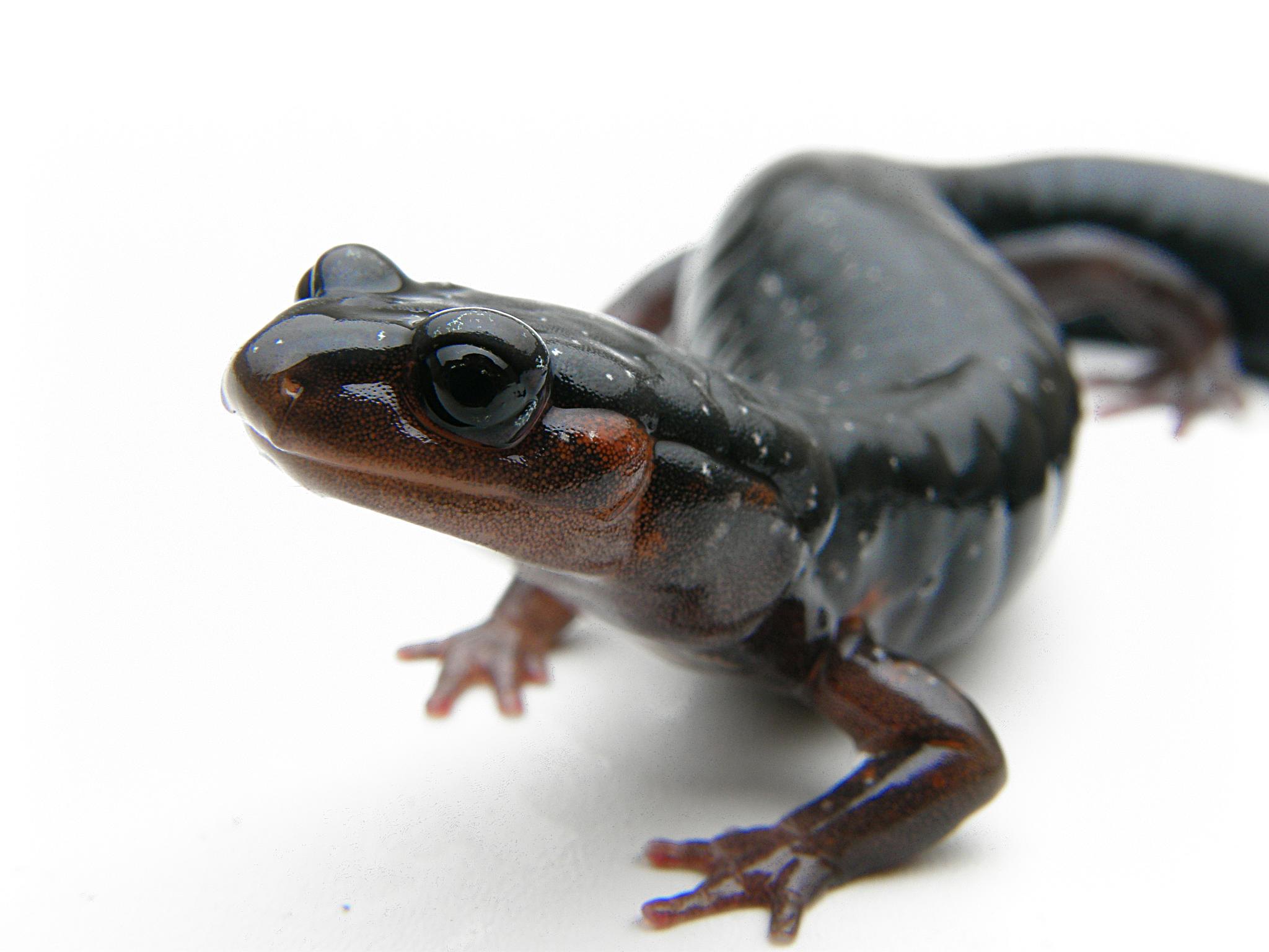 salamander against white background